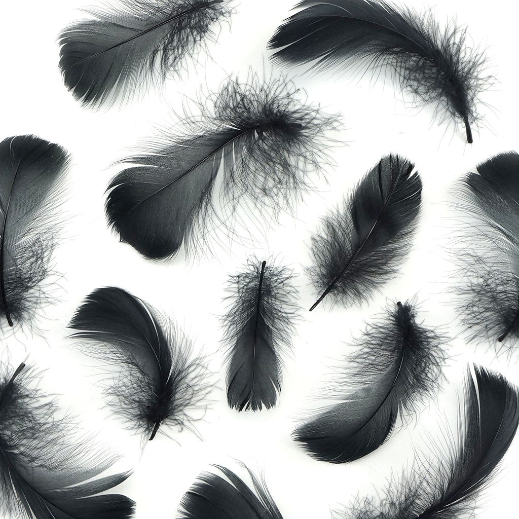 Bulk Goose Coquille Feathers Dyed - Black - 1/4 lb - Feathers