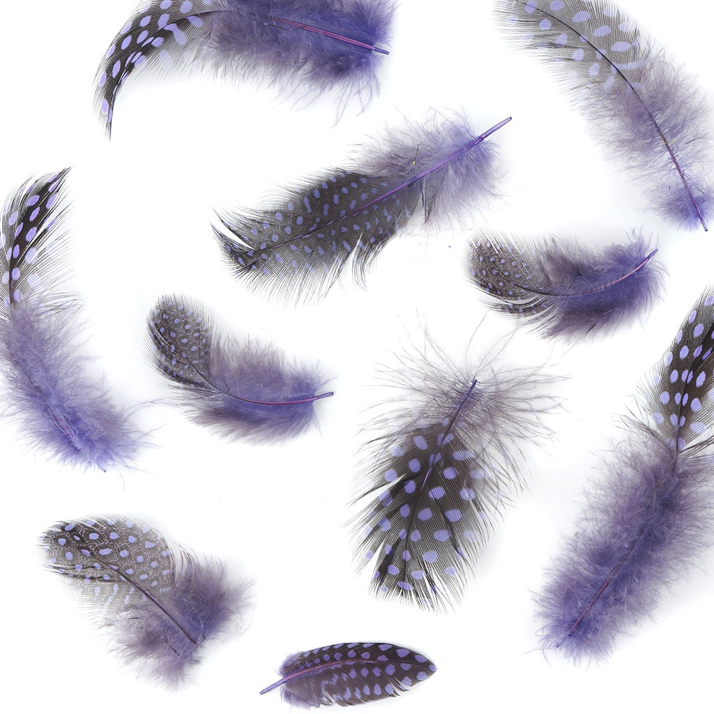 Bulk Guinea Hen Plumage - 1/4 lb - Lavender - Feathers