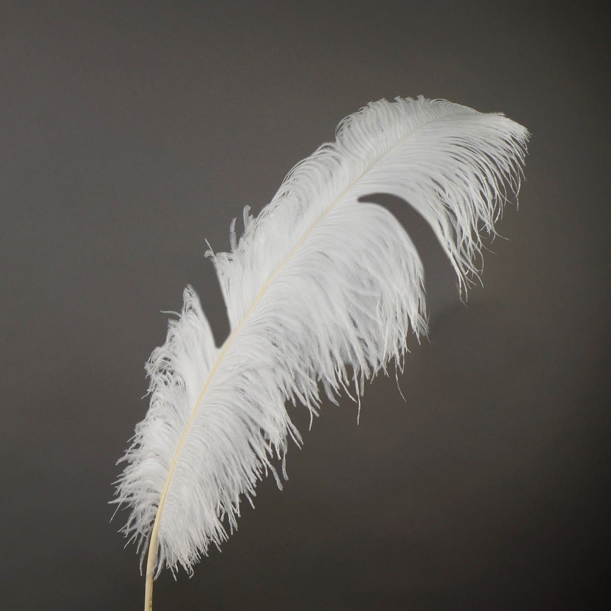 Bulk Ostrich Feathers-Damaged Femina - White - Feathers