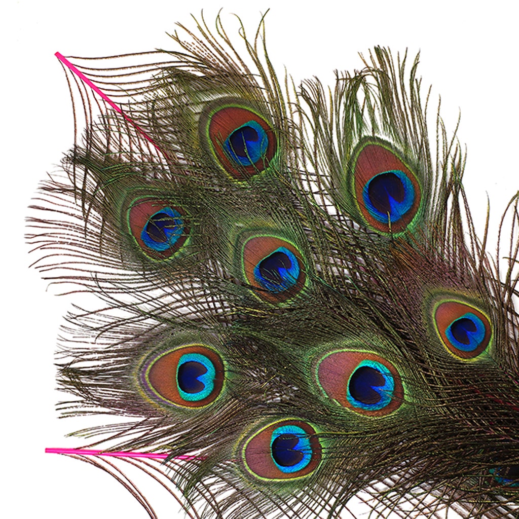 Bulk Peacock Eye Feathers (Full Eye) Stem Dyed 100 pc - 8-15’’ - Shocking Pink - Feathers