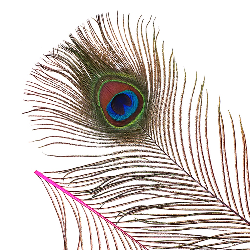 Bulk Peacock Eye Feathers (Full Eye) Stem Dyed 100 pc - 8-15’’ - Shocking Pink - Feathers