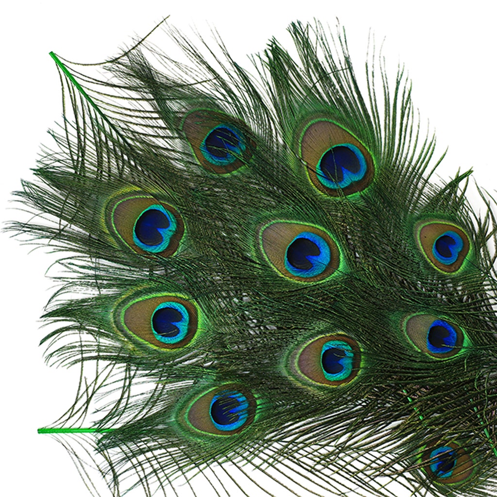 Bulk Peacock Eye Feathers (Full Eye) Stem Dyed - 100 pc - 8-15’’ - Kelly - Feathers