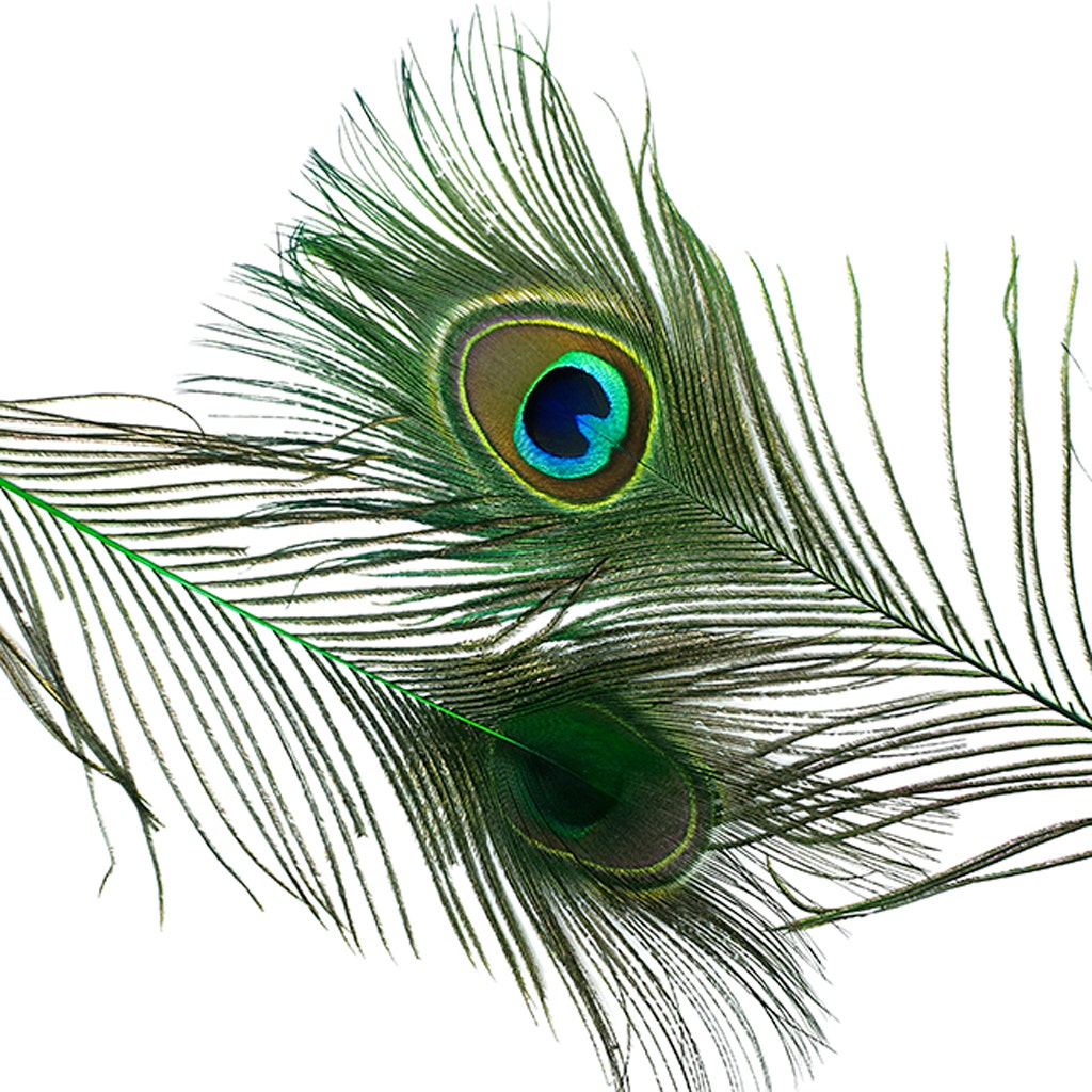 Bulk Peacock Eye Feathers (Full Eye) Stem Dyed - 100 pc - 8-15’’ - Kelly - Feathers