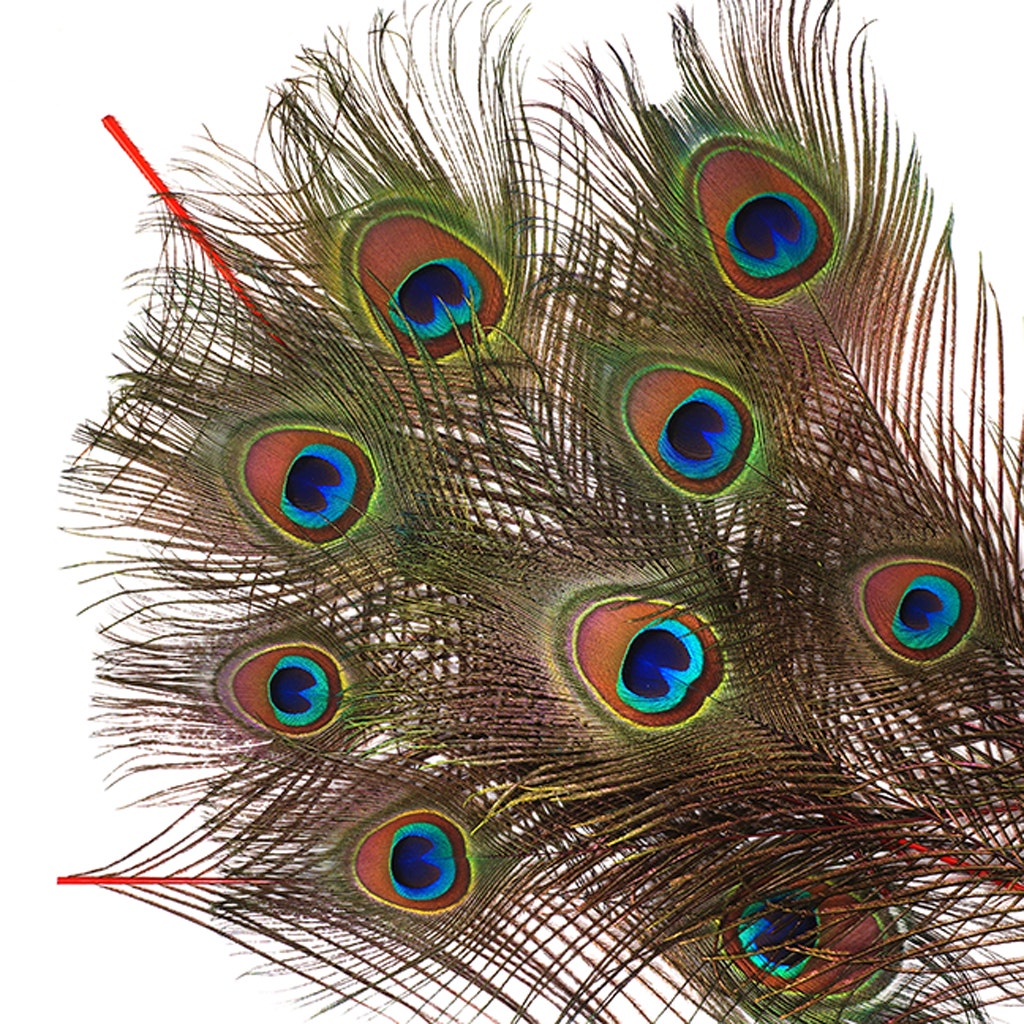 Bulk Peacock Eye Feathers (Full Eye) Stem Dyed 100 PC 8-15’’ - Red - Feathers