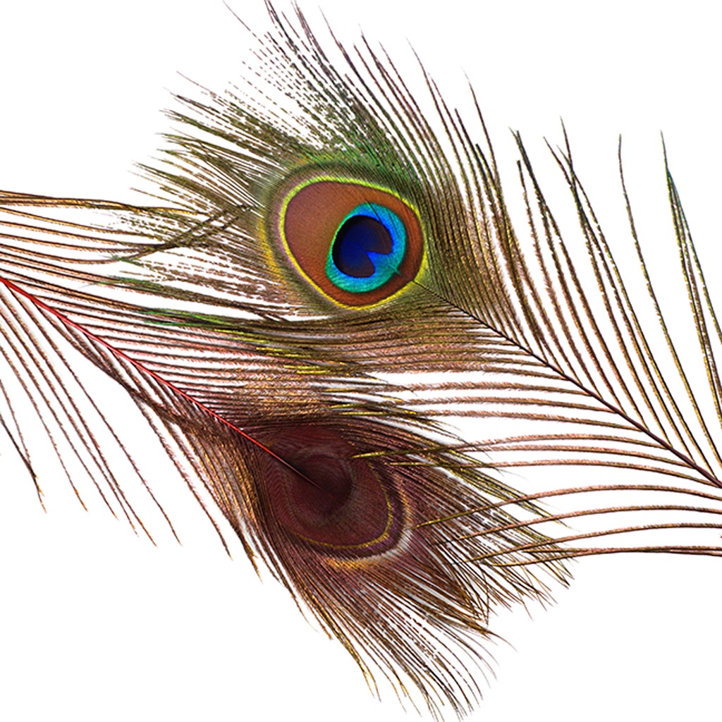 Bulk Peacock Eye Feathers (Full Eye) Stem Dyed 100 PC 8-15’’ - Red - Feathers