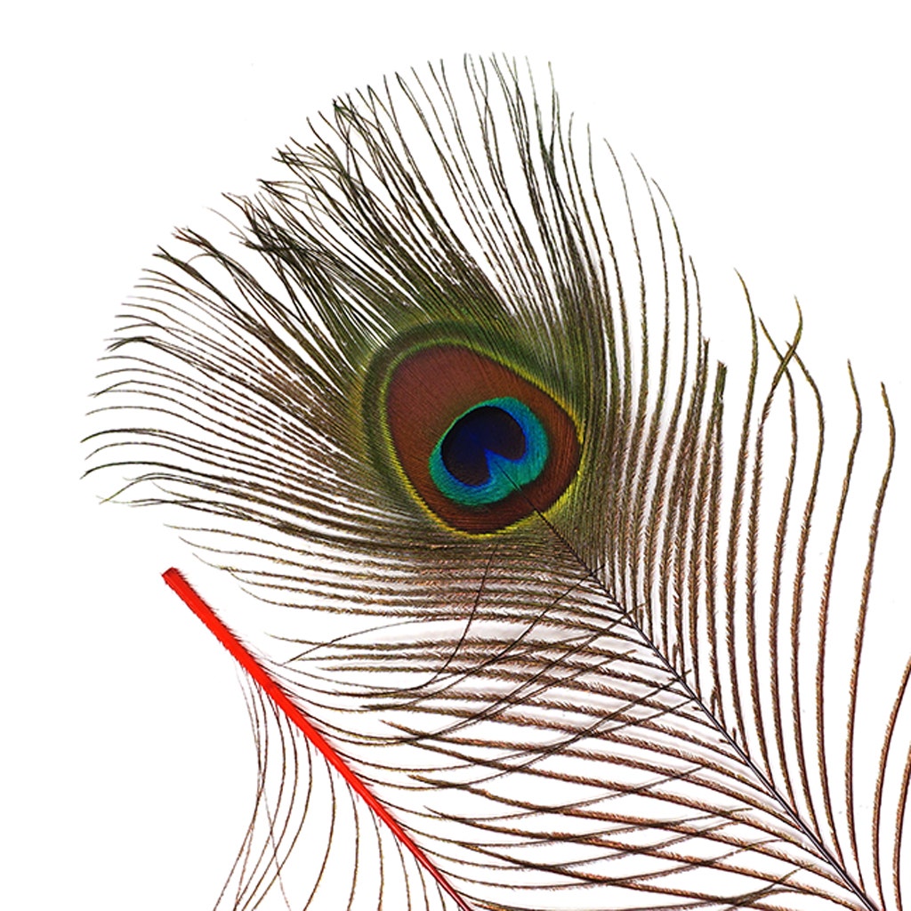 Bulk Peacock Eye Feathers (Full Eye) Stem Dyed 100 PC 8-15’’ - Red - Feathers