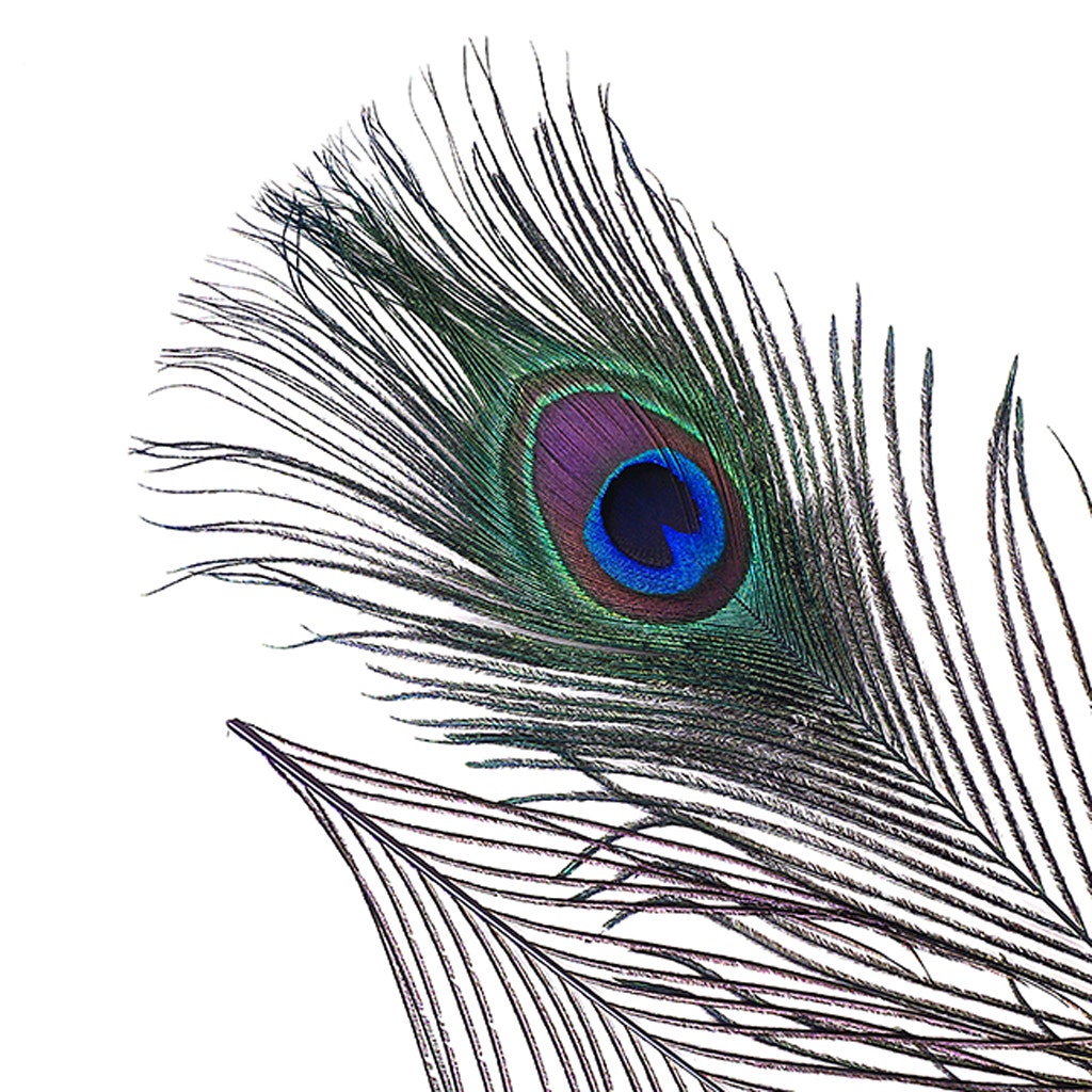 Bulk Peacock Eye Feathers (Full Eye) Stem Dyed 100 PC 8-15’’ - Regal - Feathers