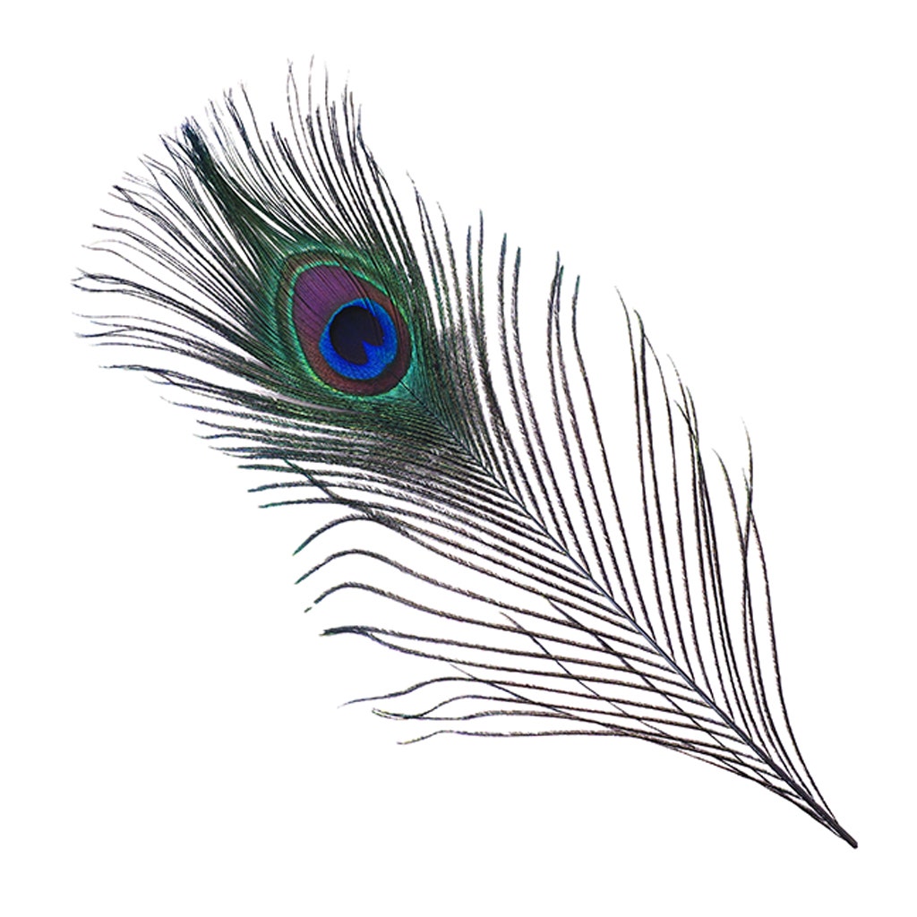 Bulk Peacock Eye Feathers (Full Eye) Stem Dyed 100 PC 8-15’’ - Regal - Feathers