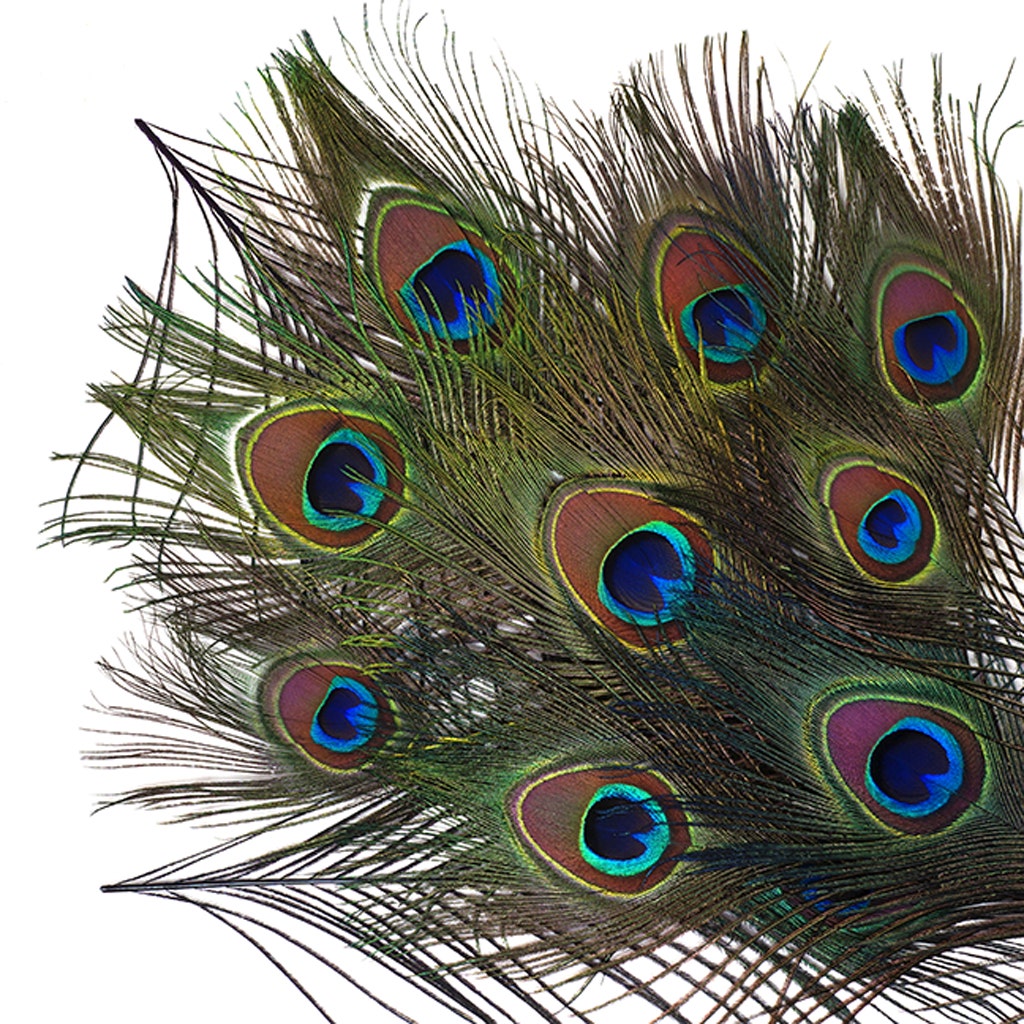 Bulk Peacock Eye Feathers (Full Eye) Stem Dyed 100 PC 8-15’’ - Regal - Feathers