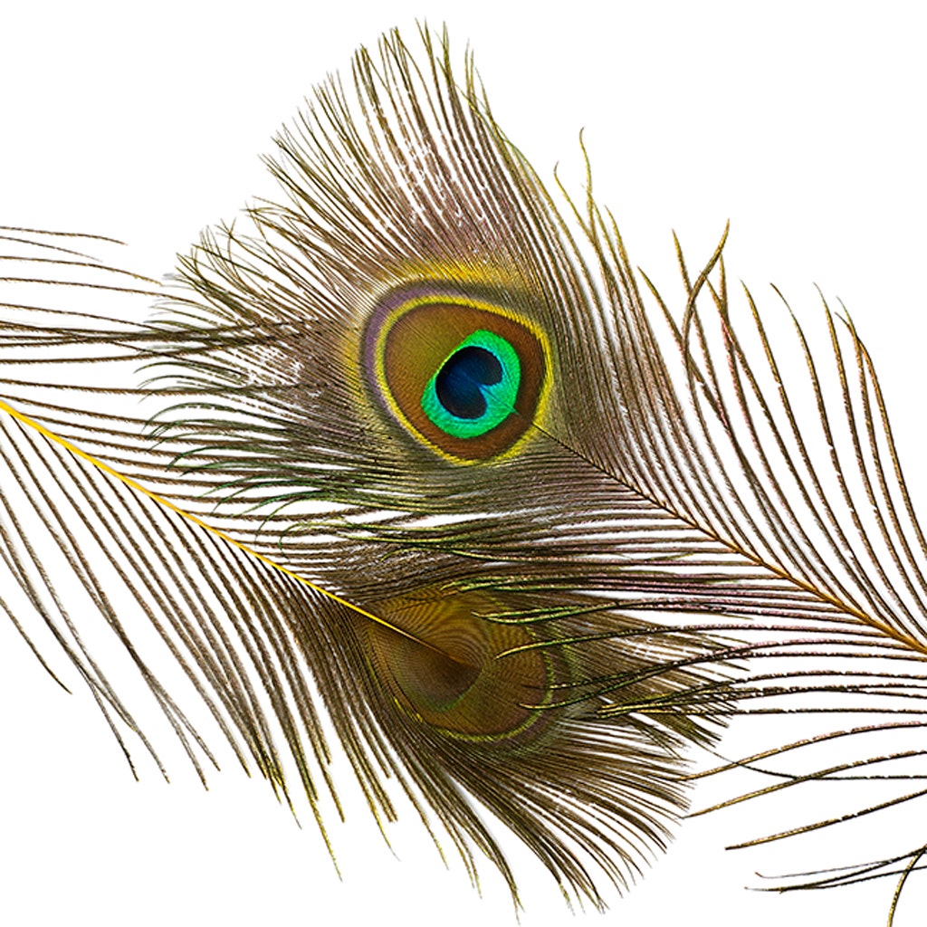 Bulk Peacock Eye Feathers (Full Eye) Stem Dyed 100 PC 8-15’’ - Yellow - Feathers