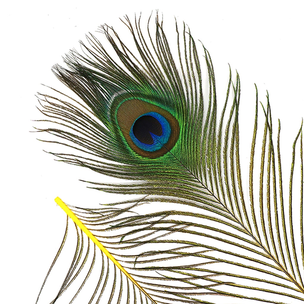 Bulk Peacock Eye Feathers (Full Eye) Stem Dyed 100 PC 8-15’’ - Yellow - Feathers