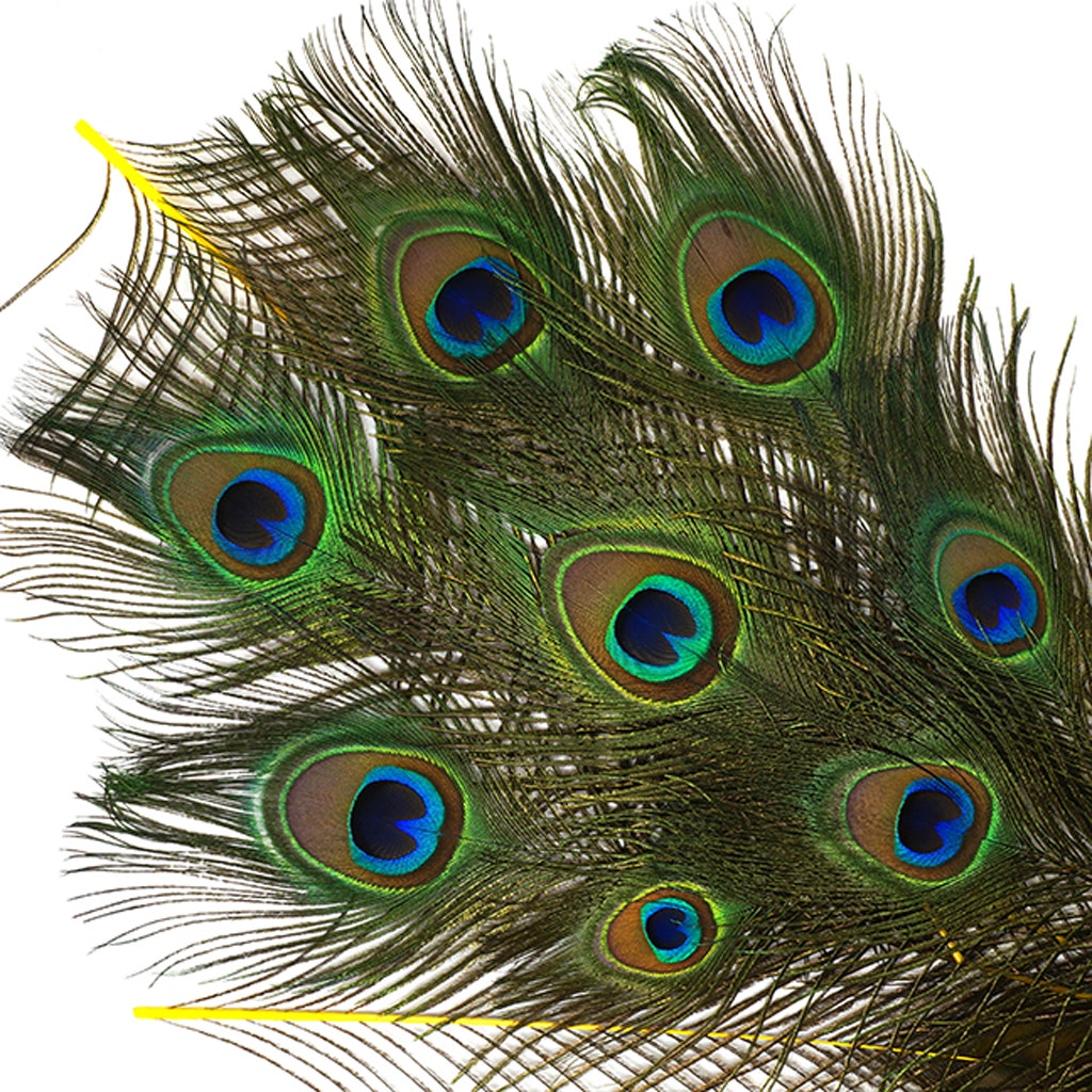 Bulk Peacock Eye Feathers (Full Eye) Stem Dyed 100 PC 8-15’’ - Yellow - Feathers