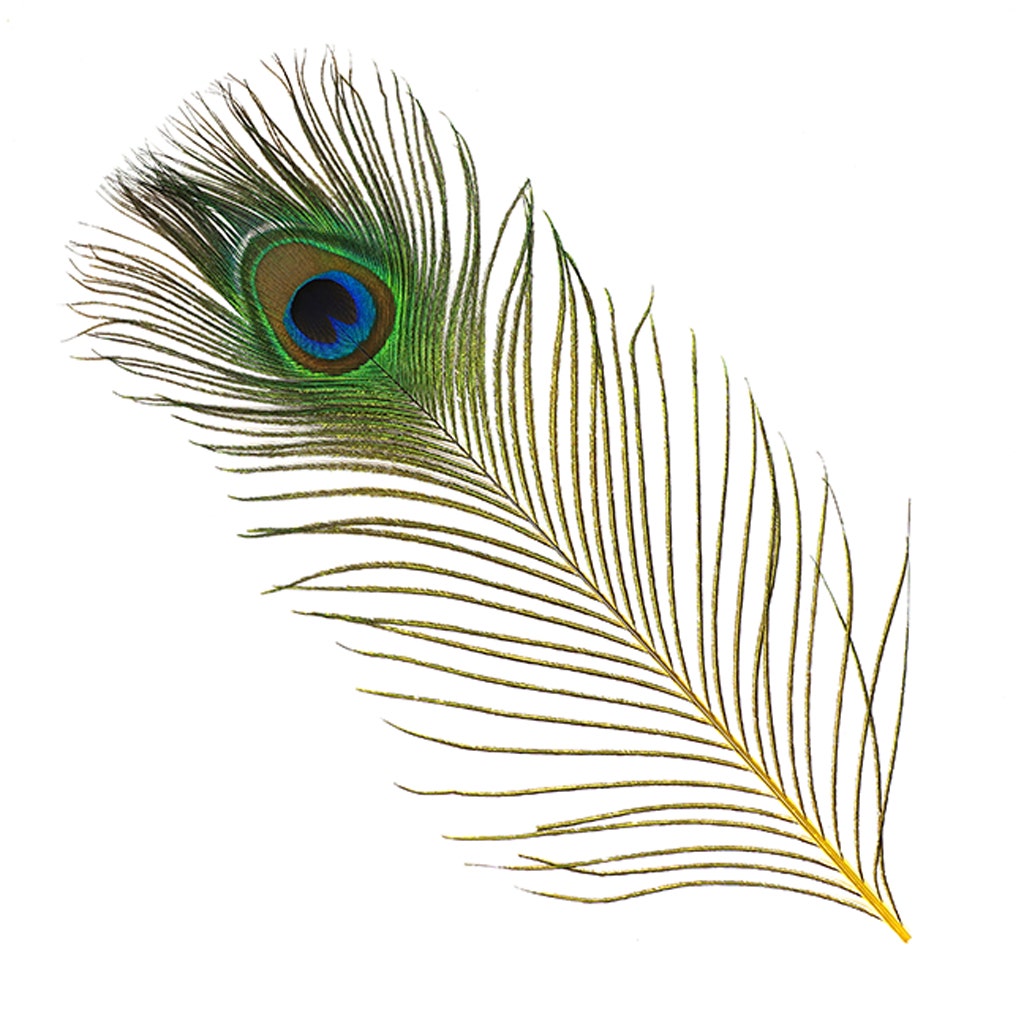 Bulk Peacock Eye Feathers (Full Eye) Stem Dyed 100 PC 8-15’’ - Yellow - Feathers