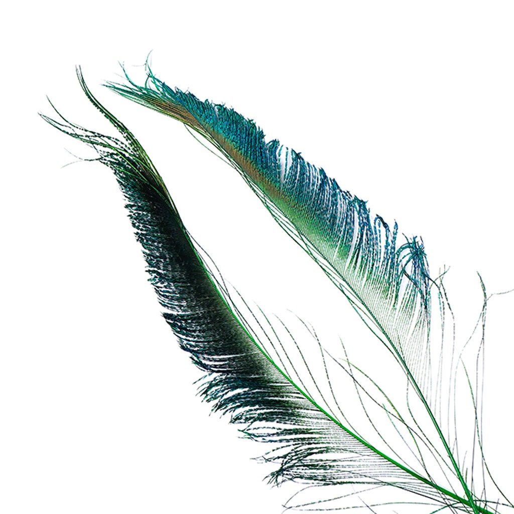 Bulk Peacock Sword Feathers Stem Dyed - 100 pc - 25-40’’ - Kelly - Feathers