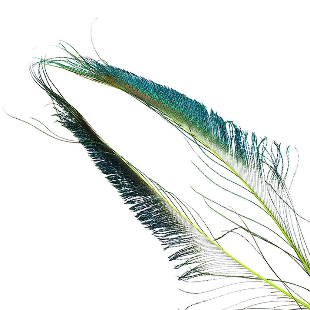 Bulk Peacock Sword Feathers Stem Dyed - 100 pc - 25-40’’ - Lime - Feathers