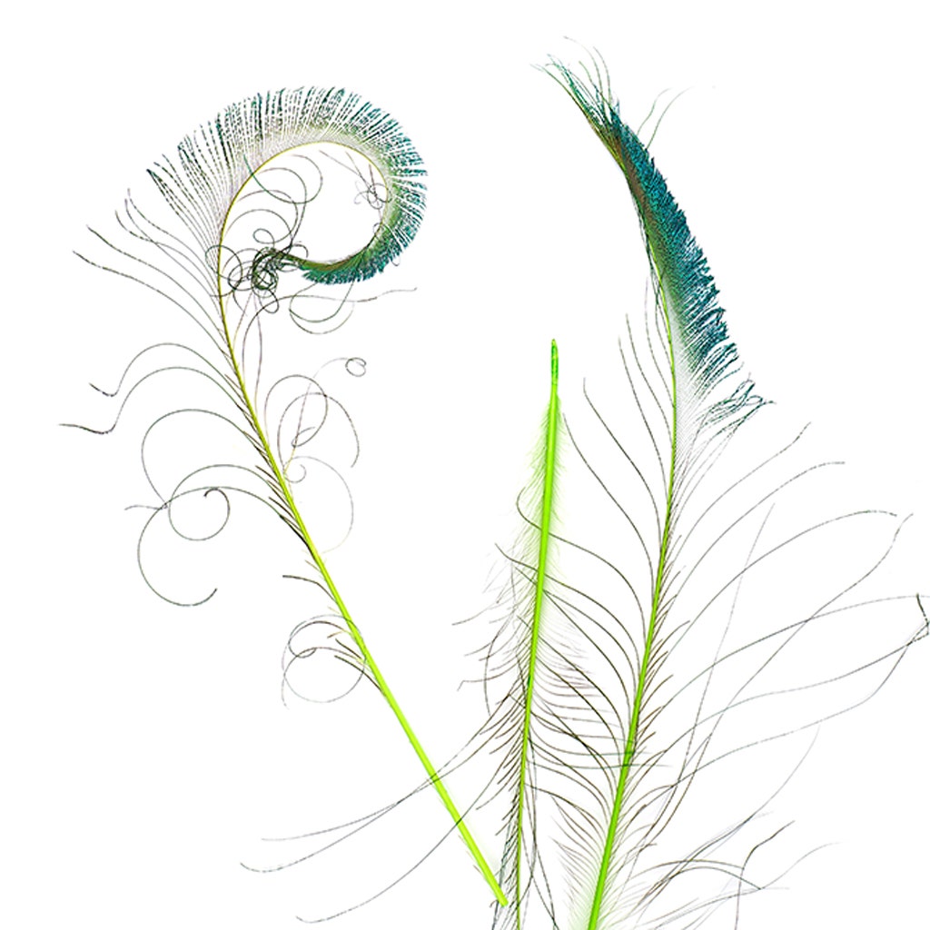 Bulk Peacock Sword Feathers Stem Dyed - 100 pc - 25-40’’ - Lime - Feathers