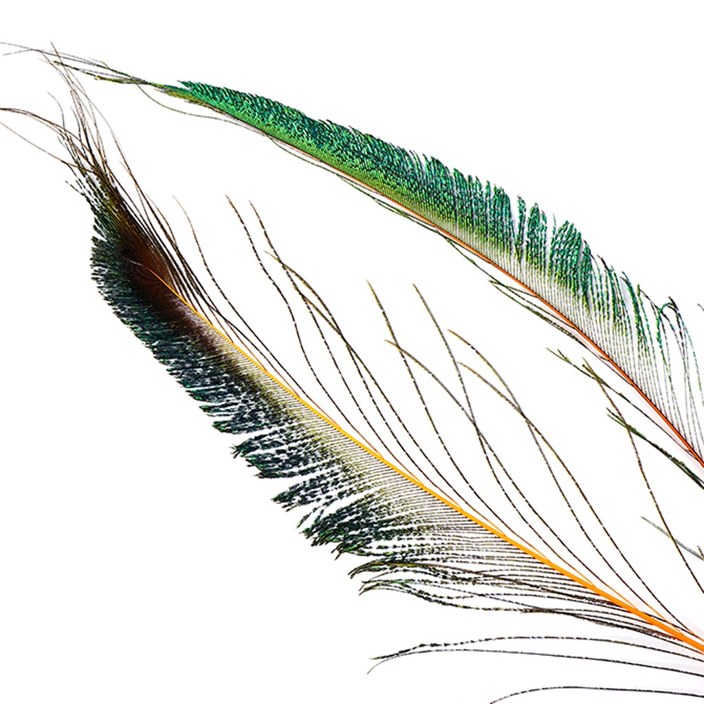 Bulk Peacock Sword Feathers Stem Dyed - 100 pc - 25-40’’ - Orange - Feathers