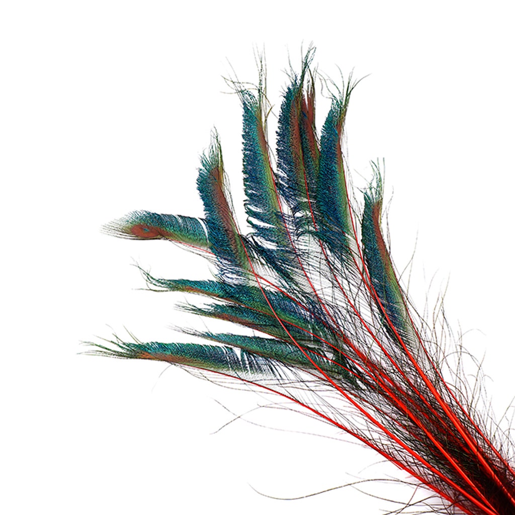 Bulk Peacock Sword Feathers Stem Dyed - 100 pc - 25-40’’ - Red - Feathers