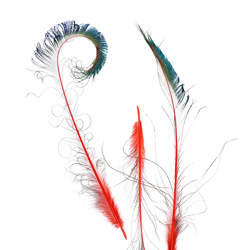 Bulk Peacock Sword Feathers Stem Dyed - 100 pc - 25-40’’ - Red - Feathers