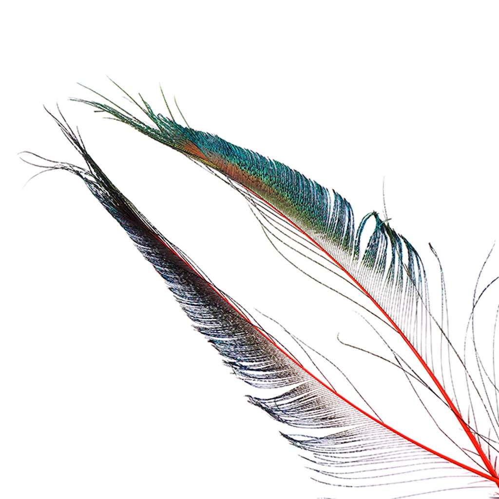 Bulk Peacock Sword Feathers Stem Dyed - 100 pc - 25-40’’ - Red - Feathers