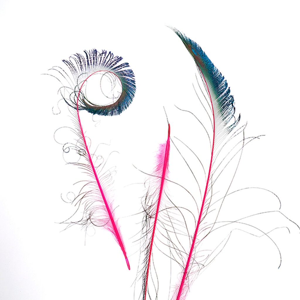 Bulk Peacock Sword Feathers Stem Dyed - 100 pc - 25-40’’ - Shocking Pink - Feathers