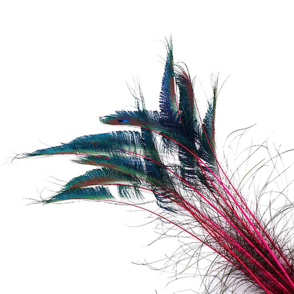 Bulk Peacock Sword Feathers Stem Dyed - 100 pc - 25-40’’ - Shocking Pink - Feathers