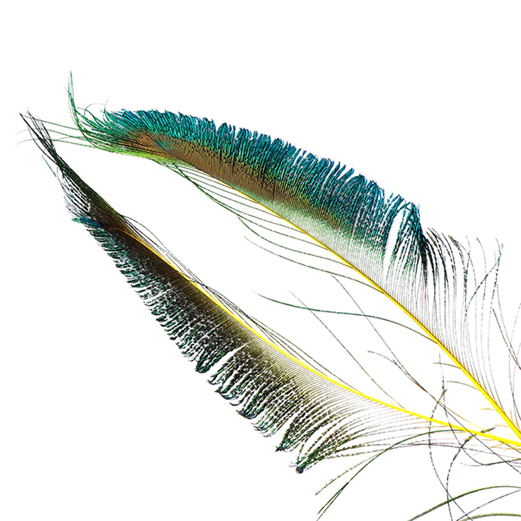 Bulk Peacock Sword Feathers Stem Dyed - 100 pc - 25-40’’ - Yellow - Feathers