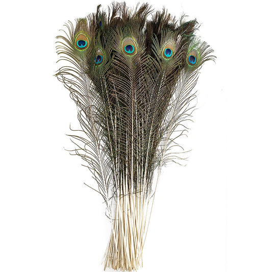 Bulk Peacock Tail Eyes Natural 25 to 35 inch - Feathers