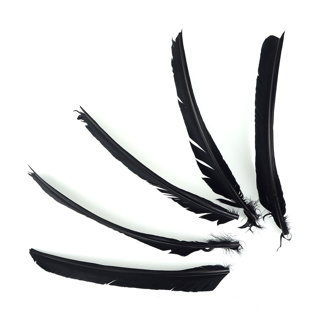 Bulk Turkey Pointers Left Wing 1/4 LB - Black - Feathers