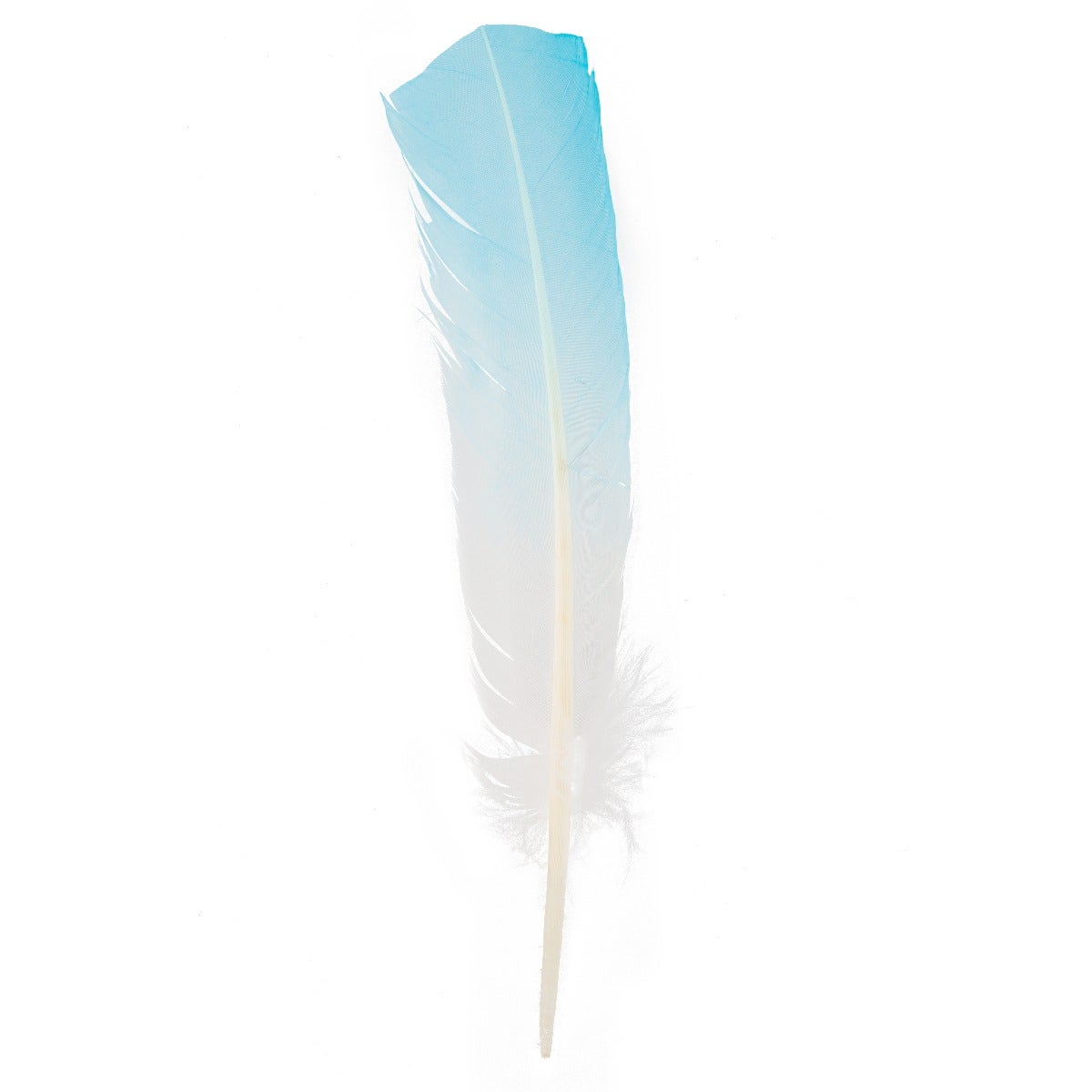 Bulk Two Tone Ombre Tipped Turkey Round Feathers - 10-12” - 1/4 lb - Light Turquoise/White - Feathers