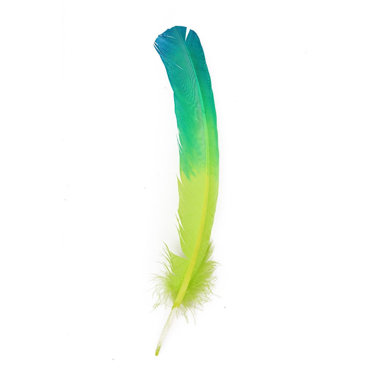 Bulk Two Tone Ombre Tipped Turkey Round Feathers Left Wing - 10-12” - 1/4 lb - Dark Turquoise - Lime - Feathers