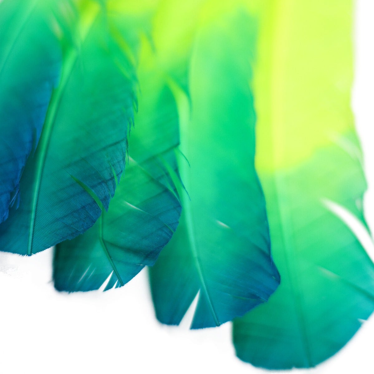 Bulk Two Tone Ombre Tipped Turkey Round Feathers Left Wing - 10-12” - 1/4 lb - Dark Turquoise - Lime - Feathers