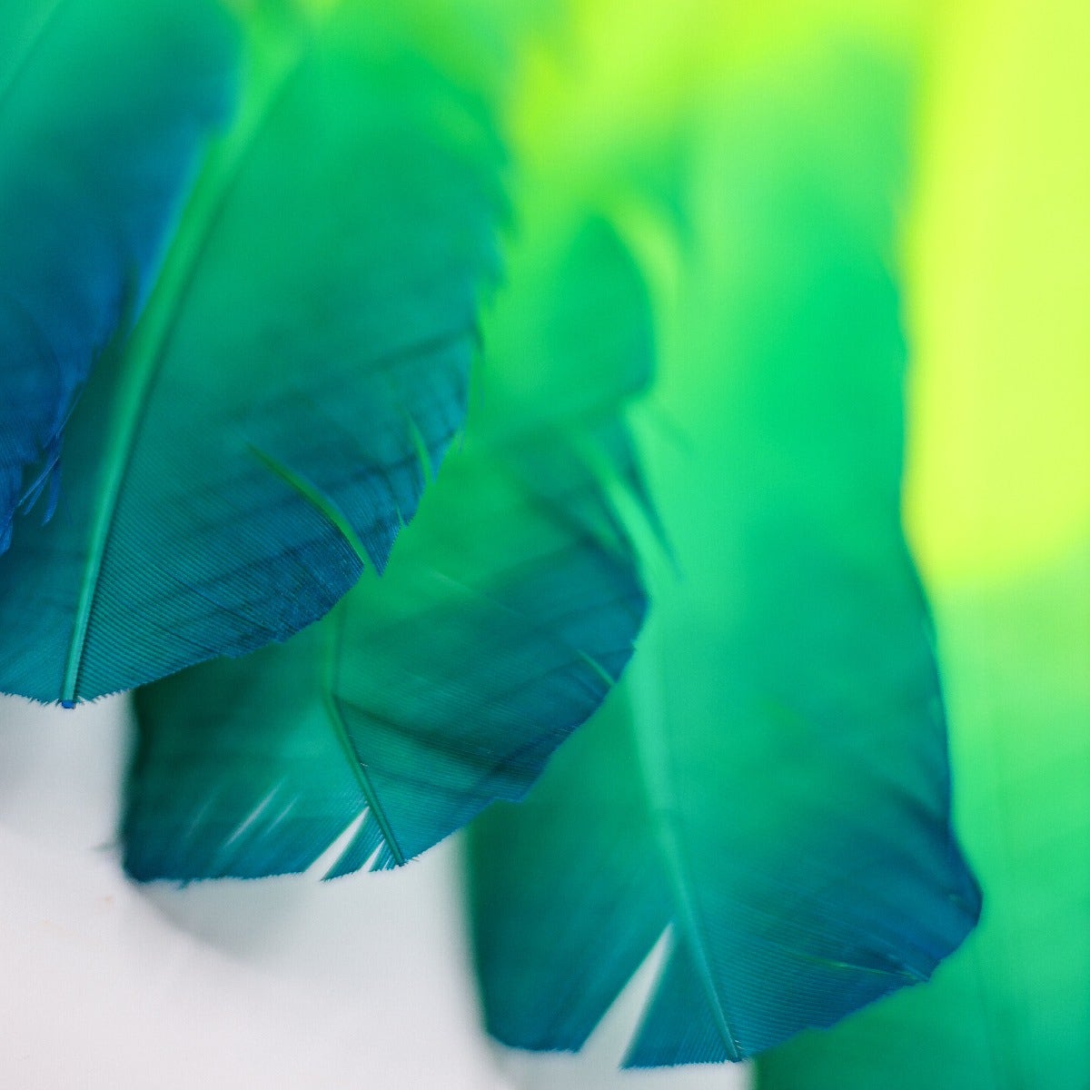 Bulk Two Tone Ombre Tipped Turkey Round Feathers Left Wing - 10-12” - 1/4 lb - Dark Turquoise - Lime - Feathers