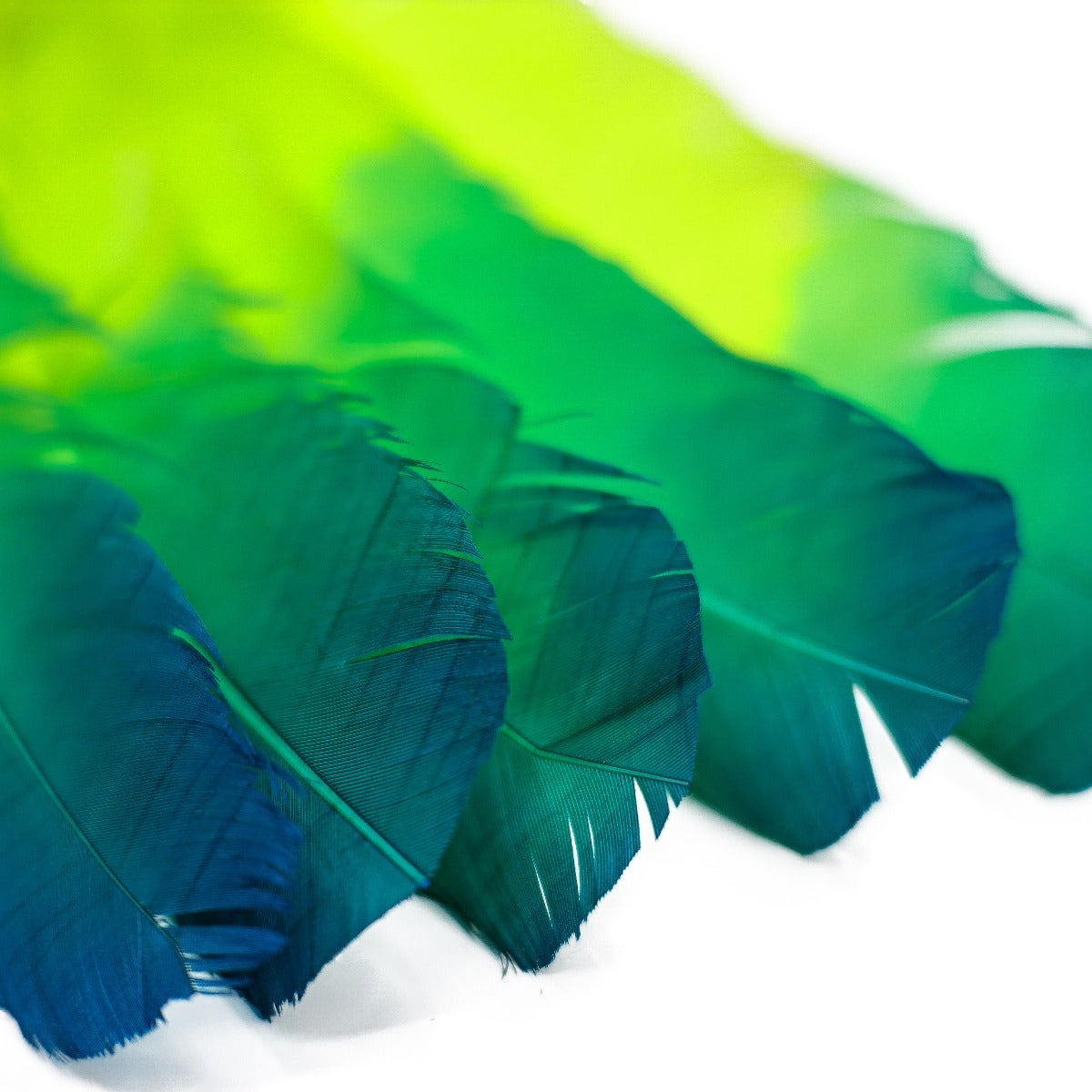 Bulk Two Tone Ombre Tipped Turkey Round Feathers Left Wing - 10-12” - 1/4 lb - Dark Turquoise - Lime - Feathers