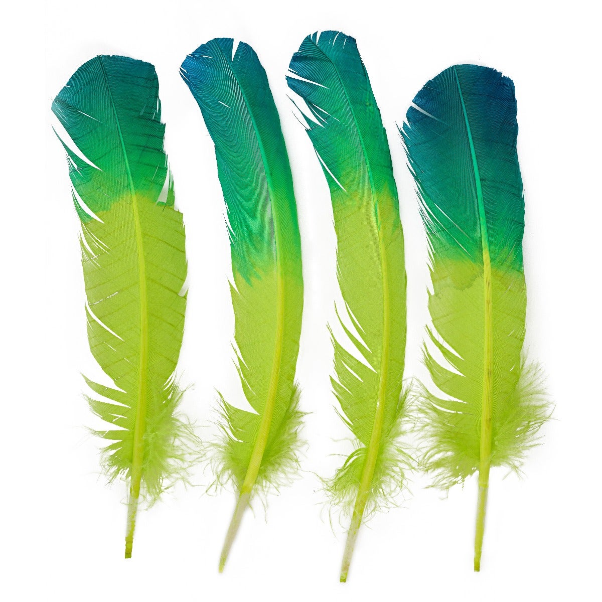 Bulk Two Tone Ombre Tipped Turkey Round Feathers Left Wing - 10-12” - 1/4 lb - Dark Turquoise - Lime - Feathers