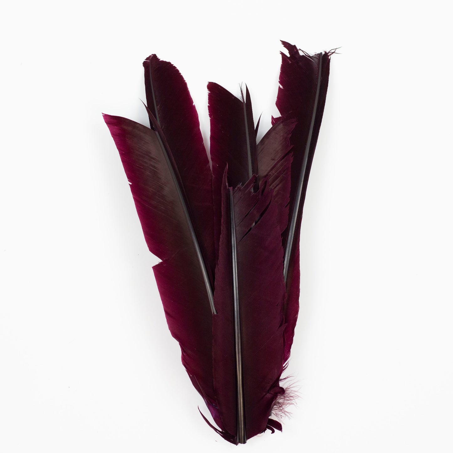 Burgundy Cut Turkey Pointer Feathers 8-12"