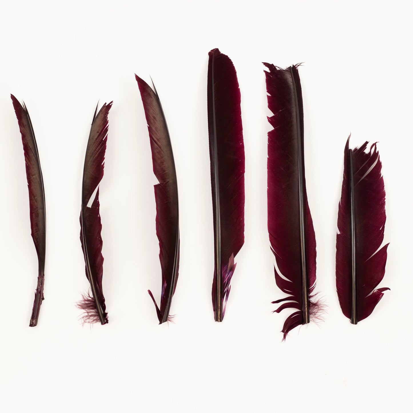 Burgundy Cut Turkey Pointer Feathers 8-12"