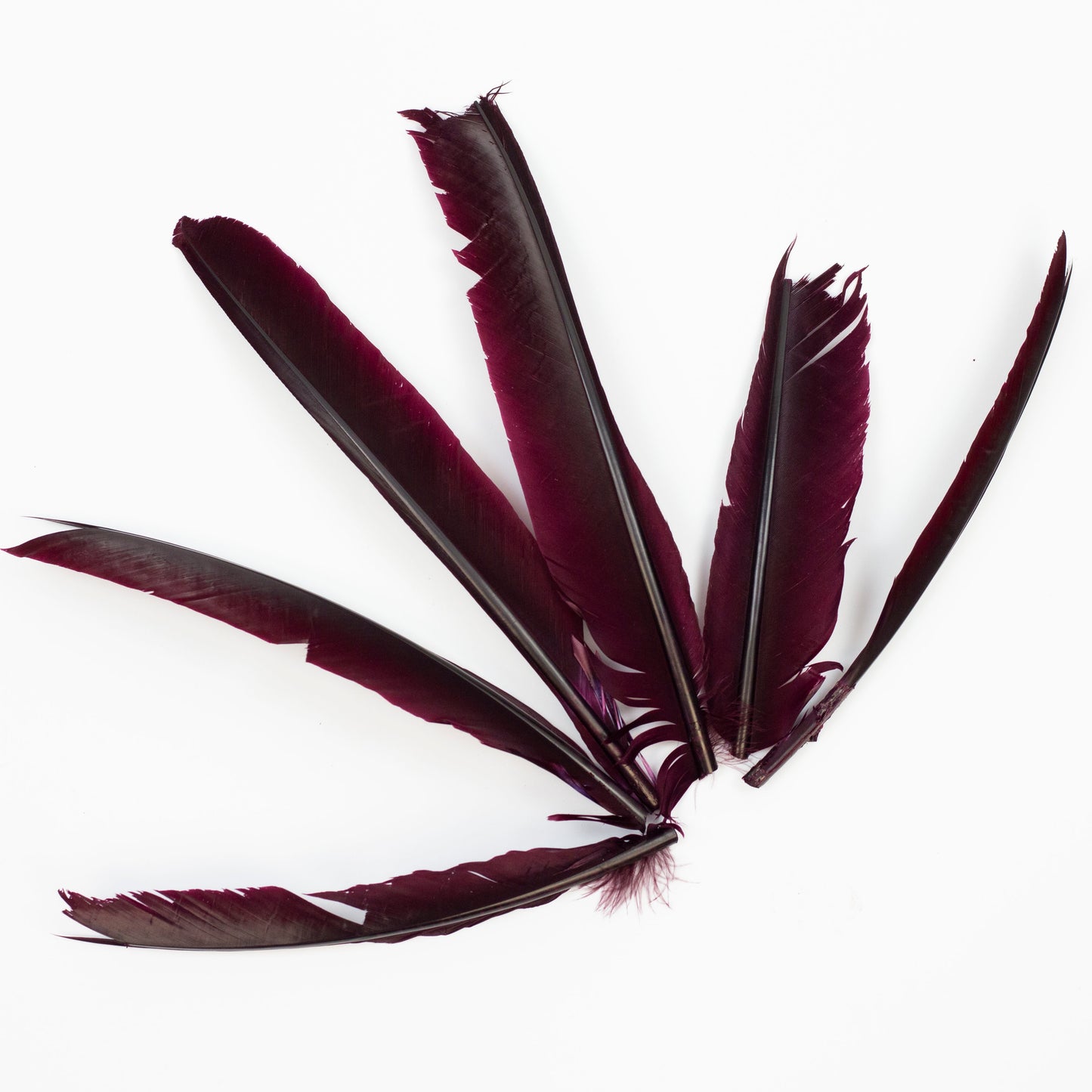 Burgundy Cut Turkey Pointer Feathers 8-12"