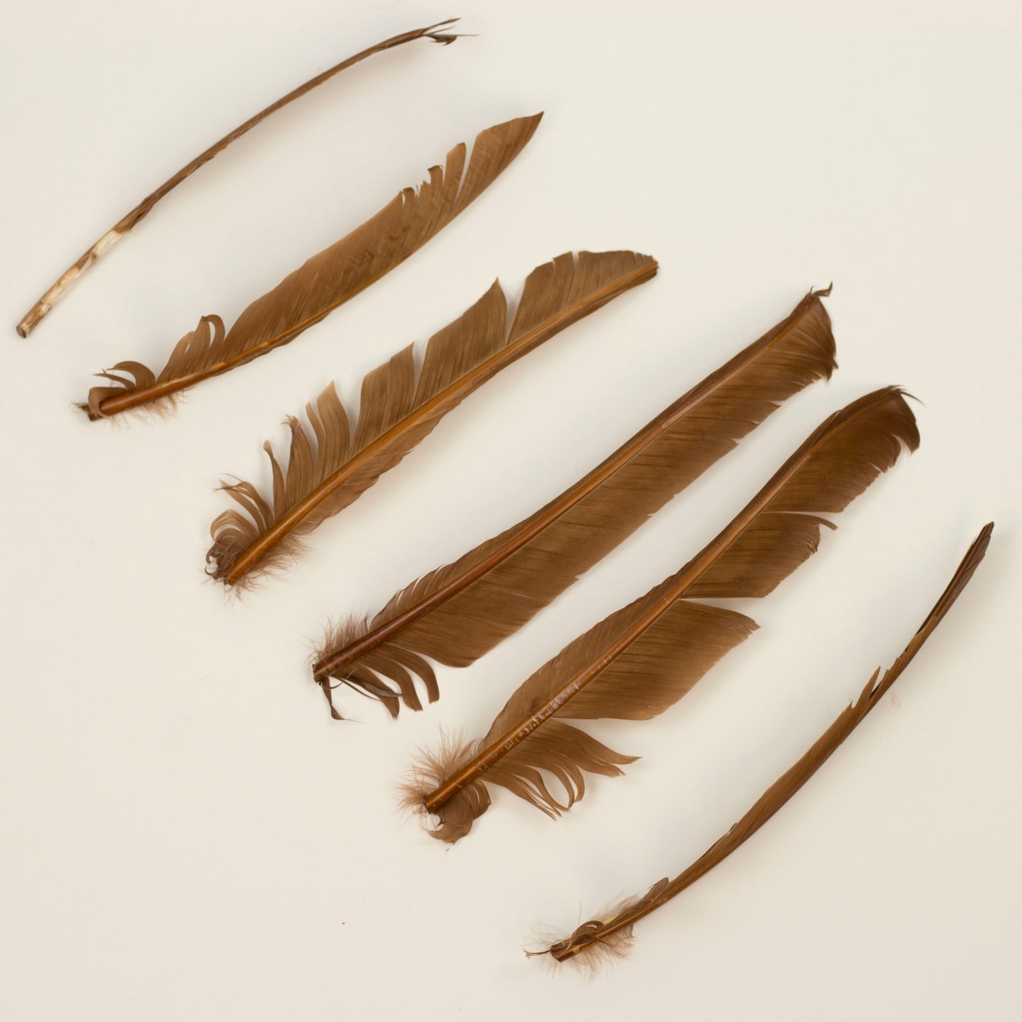 Camel Cut Turkey Pointer Feathers 8-12"