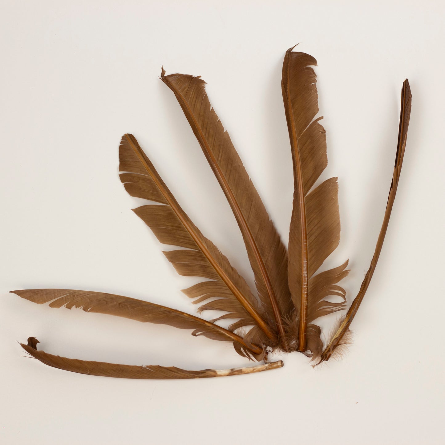 Camel Cut Turkey Pointer Feathers 8-12"
