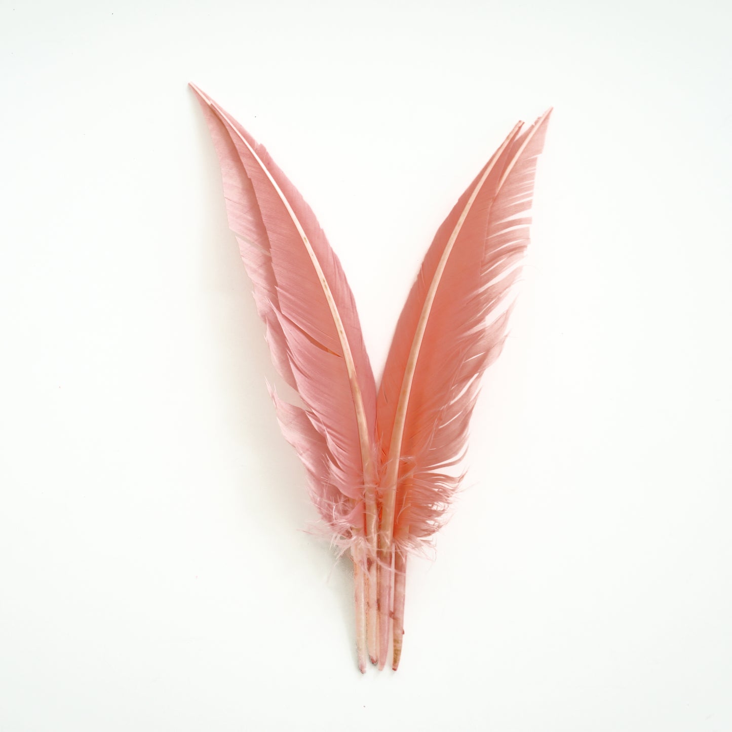 Candy Pink Dagger Turkey Quill Feathers 9-12"