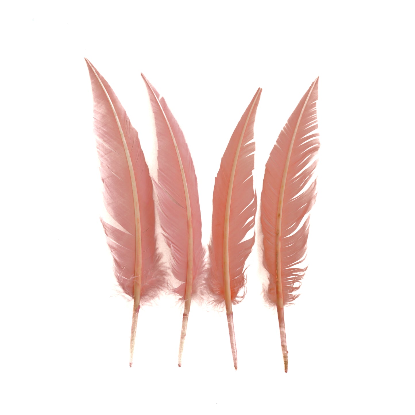 Candy Pink Dagger Turkey Quill Feathers 9-12"