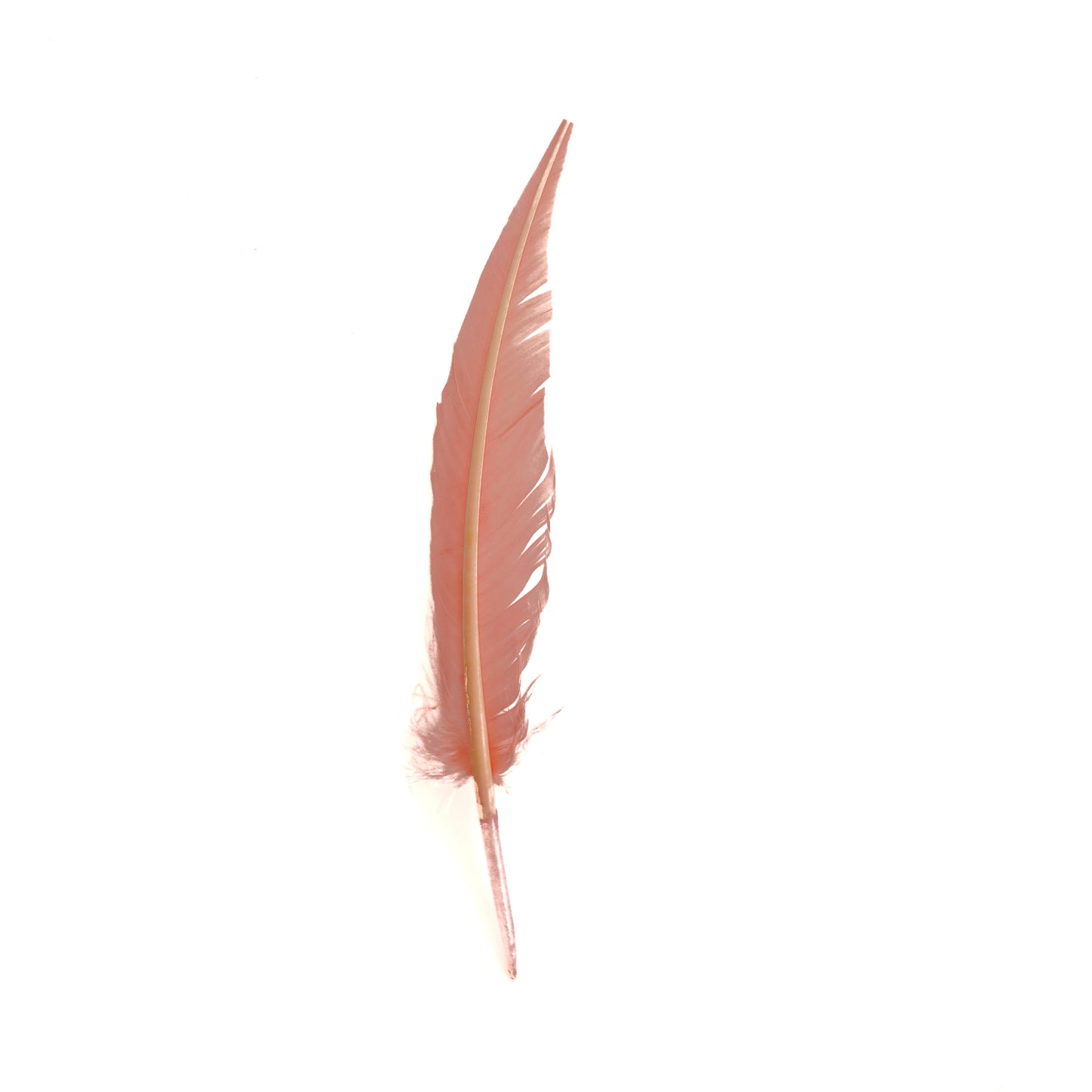 Candy Pink Dagger Turkey Quill Feathers 9-12"