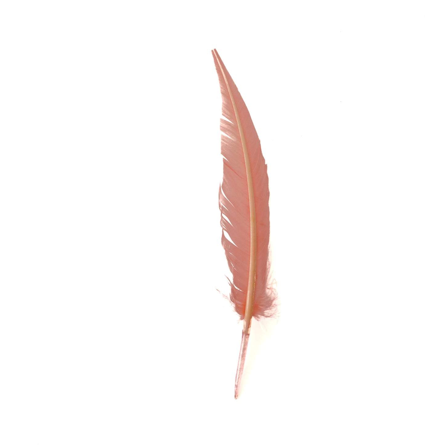 Candy Pink Dagger Turkey Quill Feathers 9-12"