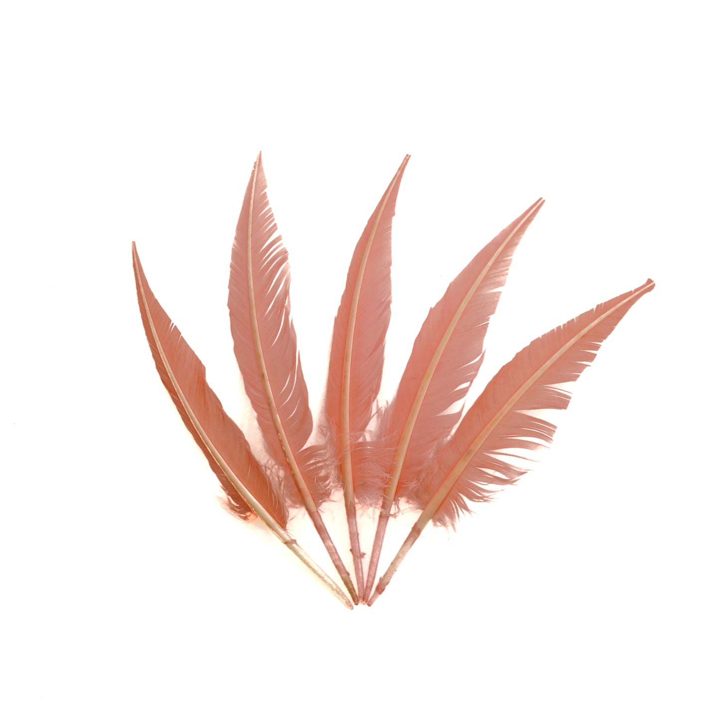 Candy Pink Dagger Turkey Quill Feathers 9-12"