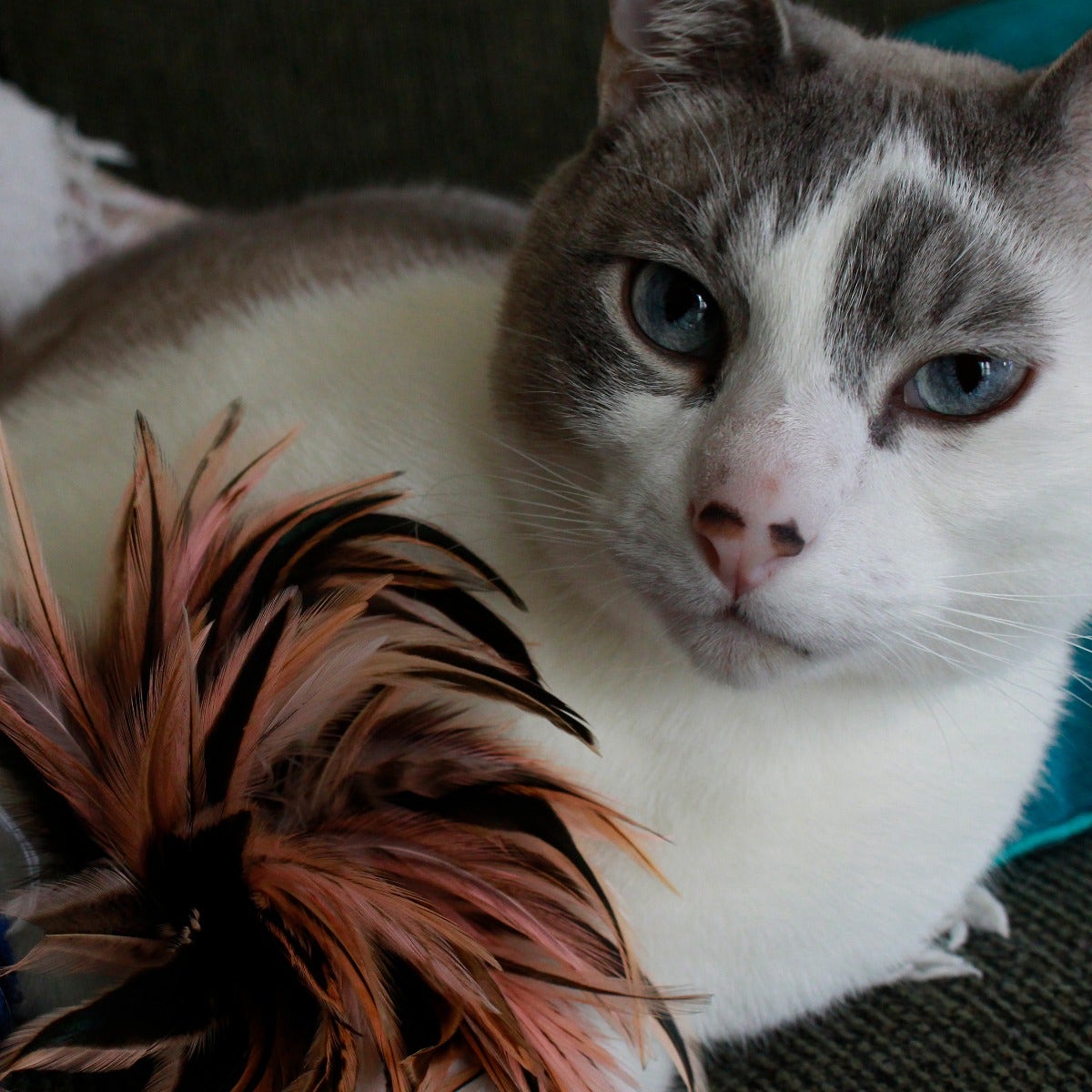 Cat Toy Kit - Candy Pink - Dark Turquoise - Feathers