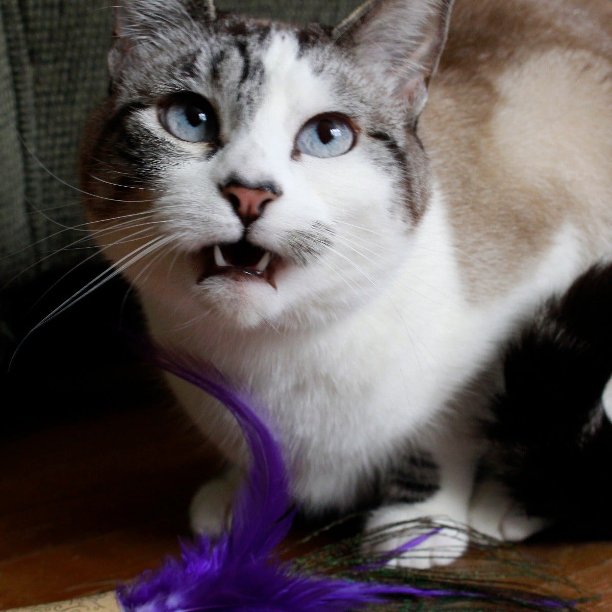 Cat Toy Kit - Red - Regal - Feathers