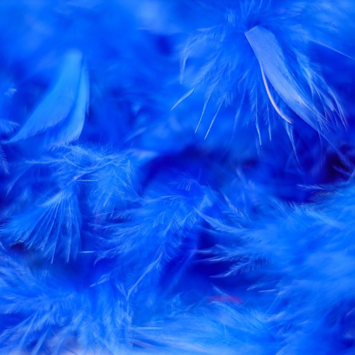 Chandelle Feather Boa - Heavyweight - Royal - Chandelle Boa