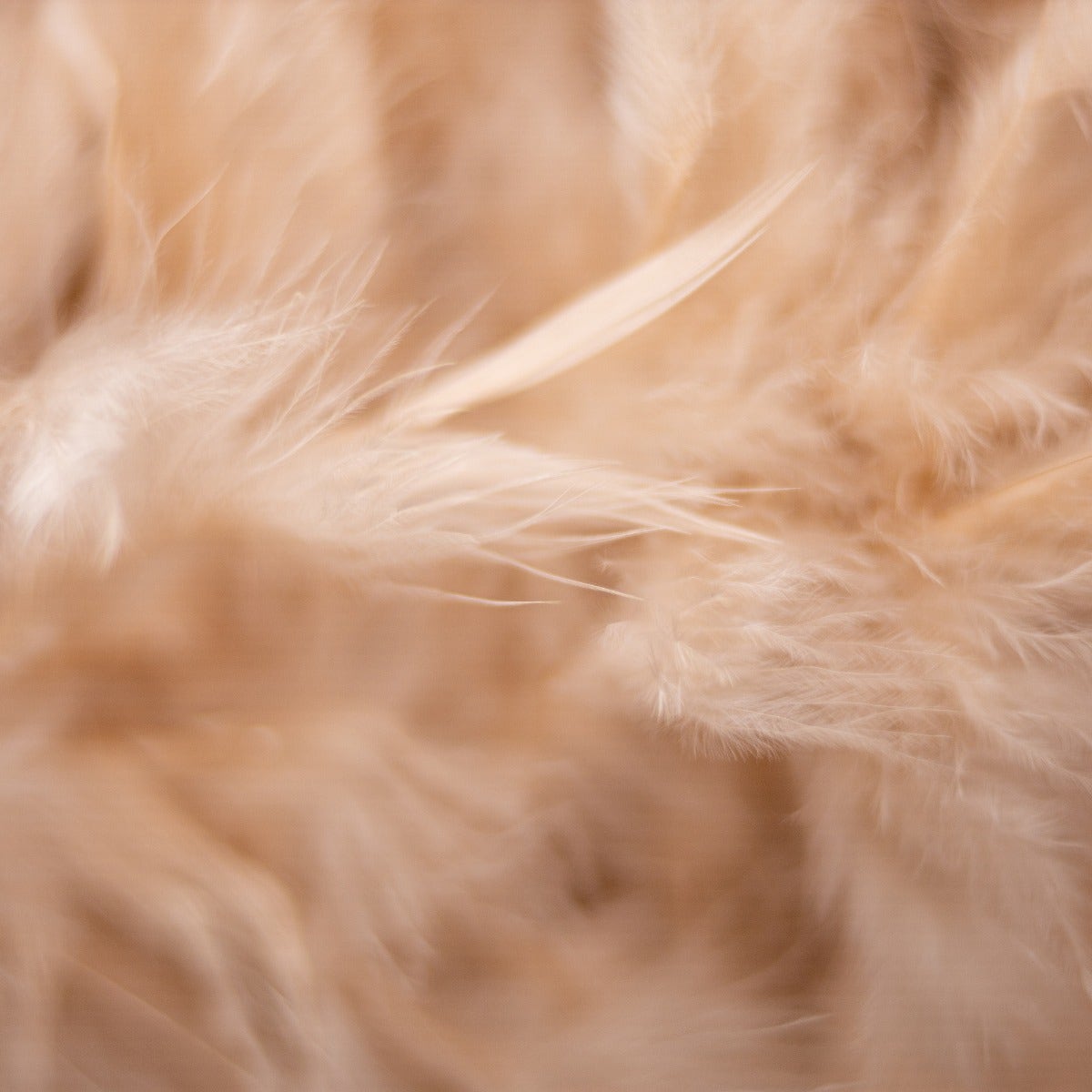 Chandelle Feather Boa - Medium Weight - Beige - Chandelle Boa