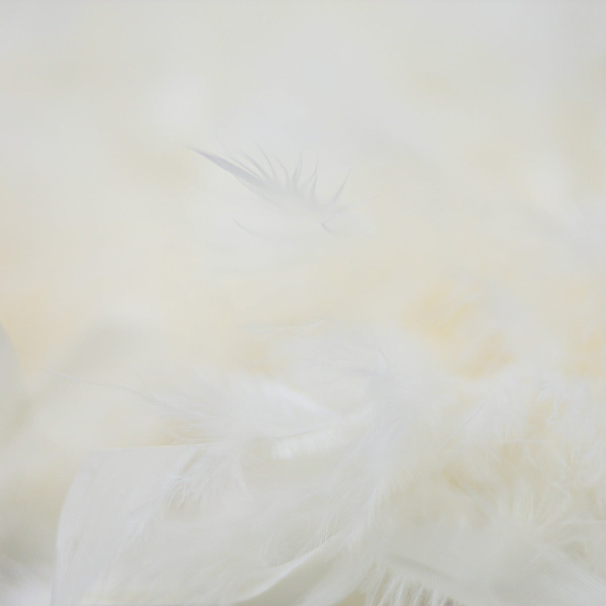 Chandelle Feather Boa - Medium Weight - Ivory - Chandelle Boa